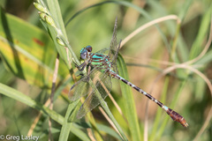Erpetogomphus eutainia