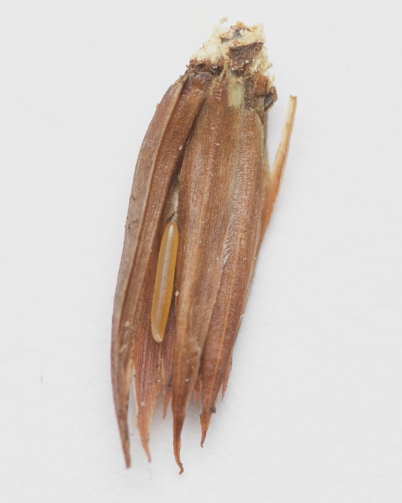 Teuchothrips froggatti