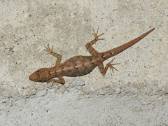 Yellow Throated Day Gecko photo 4
