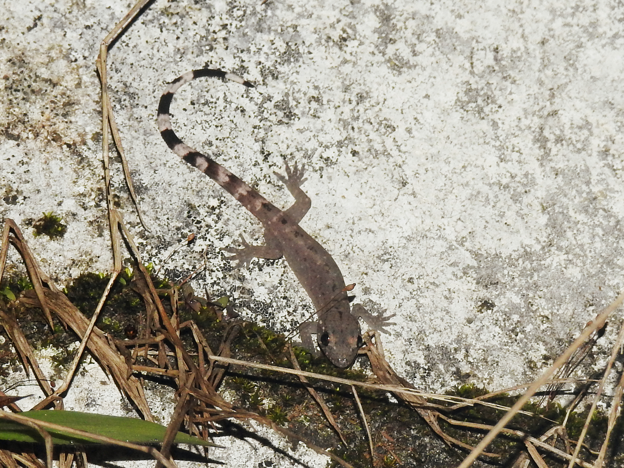 Janaki’s Dravidogecko, Dravidogecko janakiae