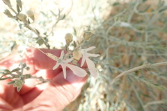 Teucrium racemosum