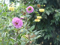 Dahlia pinnata