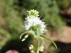Mentha australis