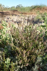 Basilicum polystachyon