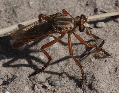 Diogmites angustipennis