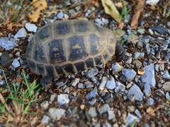 Indotestudo elongata
