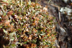 Actinotus novae-zelandiae