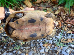 Indotestudo elongata