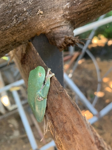Los Bracitos Tree Frog, Boana heilprini