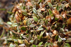 Actinotus novae-zelandiae