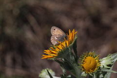 Coenonympha california subfusca