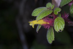 Columnea domingensis