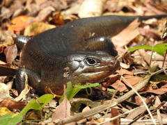 Land Mullet photo 4