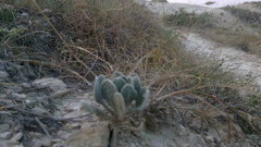 Matthiola odoratissima