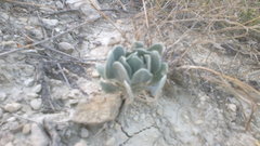 Matthiola odoratissima