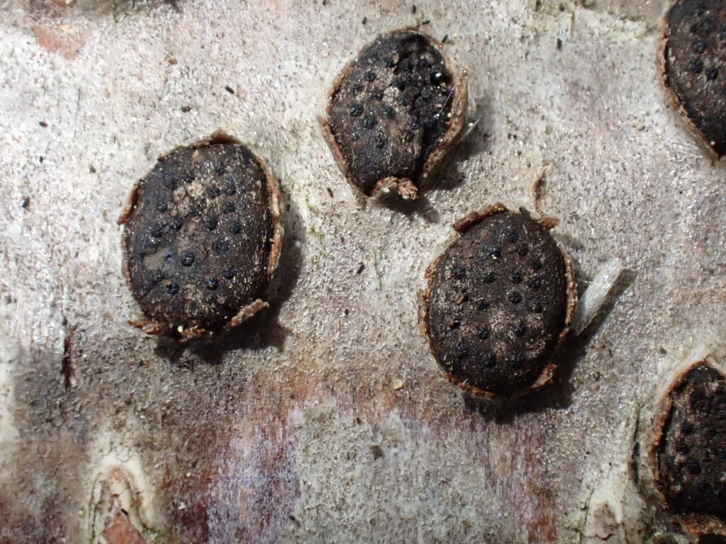 Diatrypella betulina