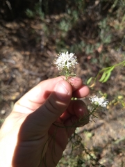 Thelypodium wrightii
