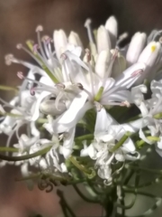 Thelypodium wrightii