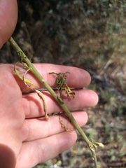 Thelypodium wrightii