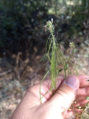 Thelypodium wrightii