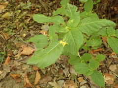 Impatiens edgeworthii