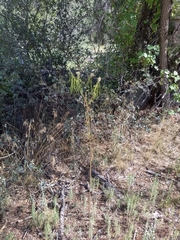 Thelypodium wrightii