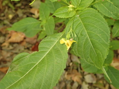Impatiens edgeworthii