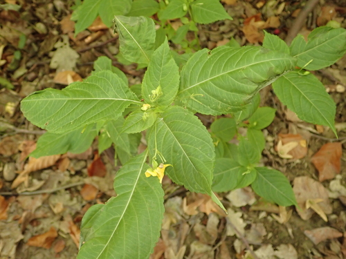 Image of Impatiens edgeworthii by (c) Alexis Tinker-Tsavalas, some rights reserved (CC BY)