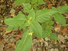 Impatiens edgeworthii