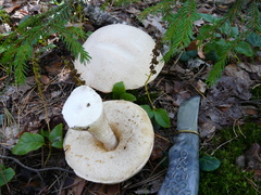 Leccinum percandidum