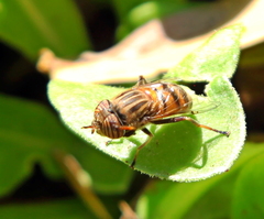 Eristalodes