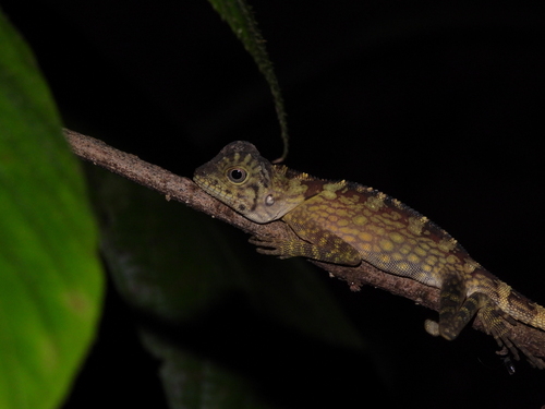 Gonocephalus bornensis