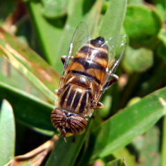 Eristalodes