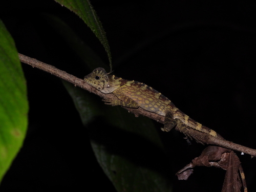 Gonocephalus bornensis