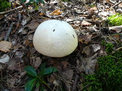 Leccinum percandidum