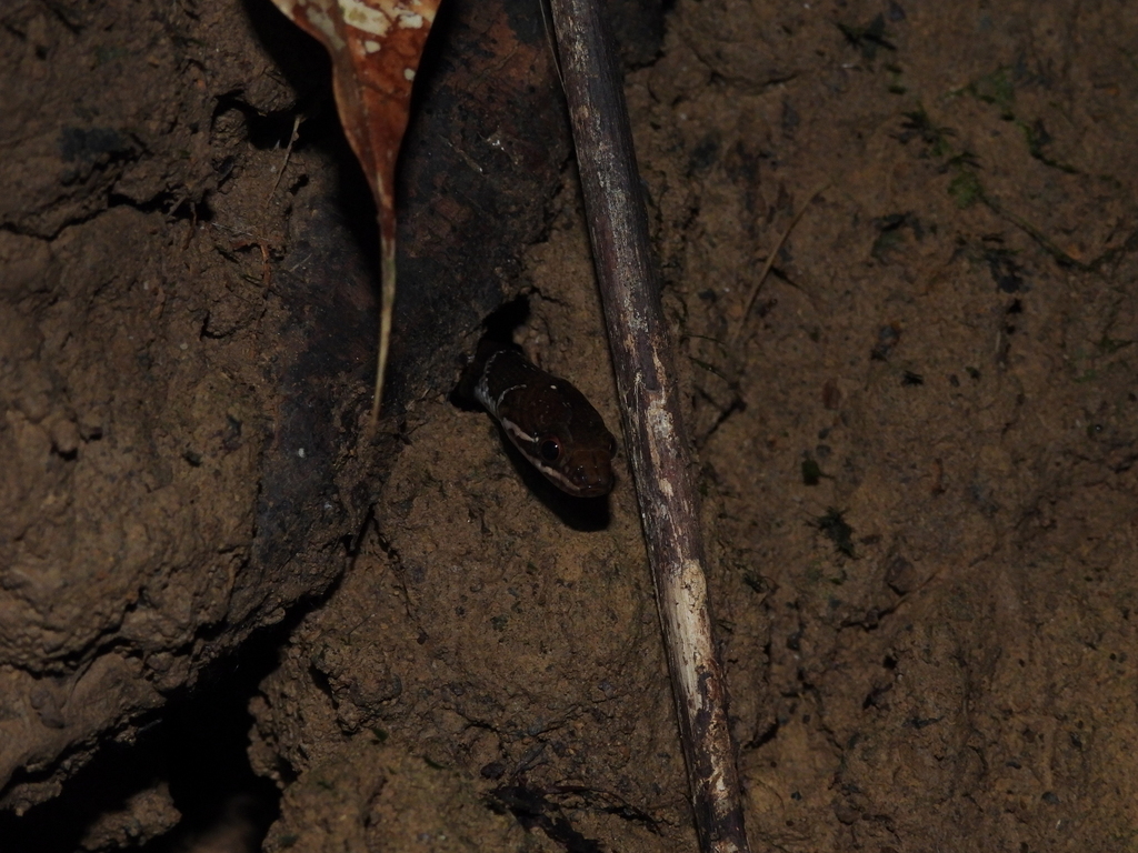 Red-Bellied Keelback (Rhabdophis conspicillatus)