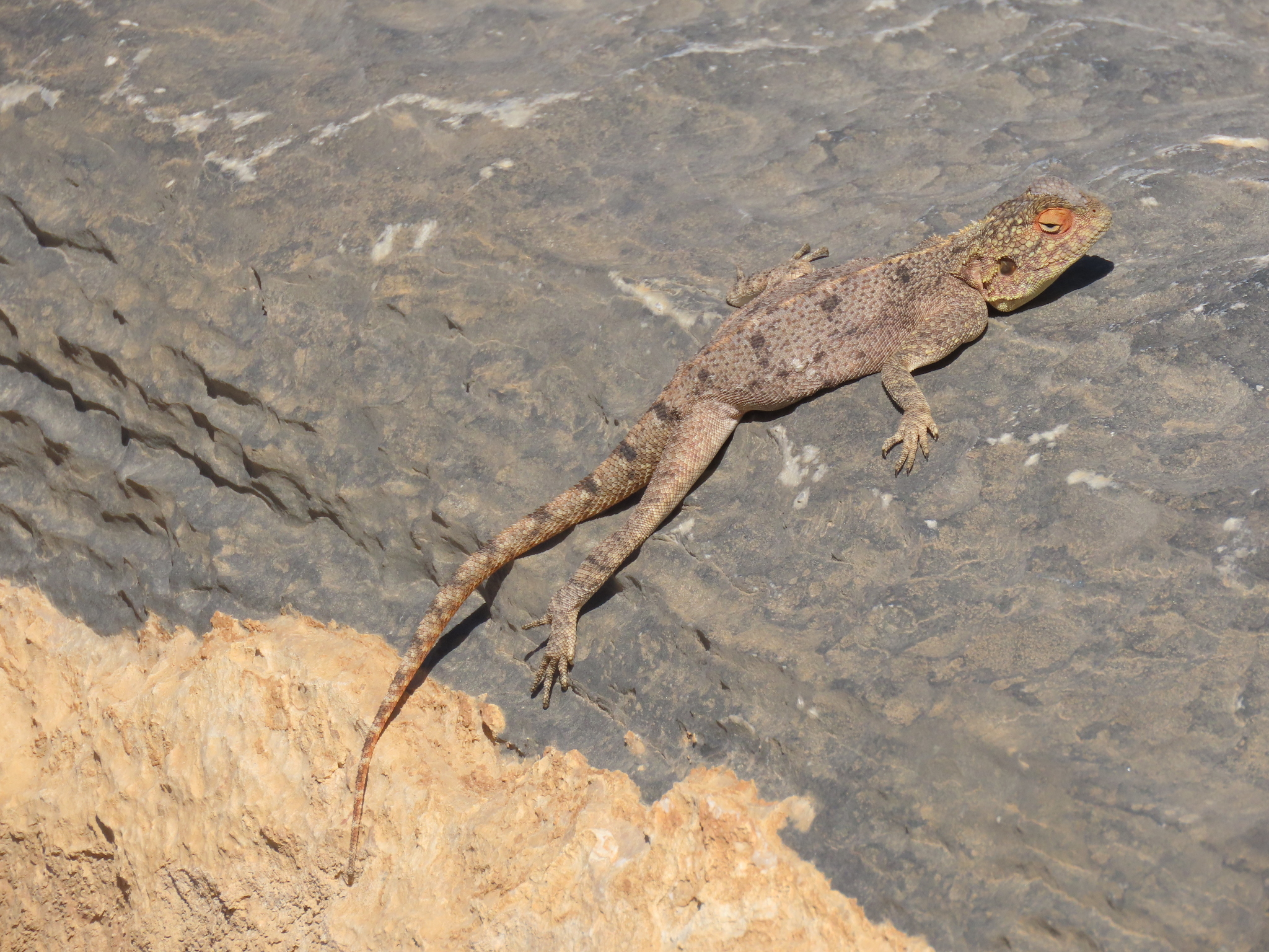 Agama anchietae Bocage, 1896