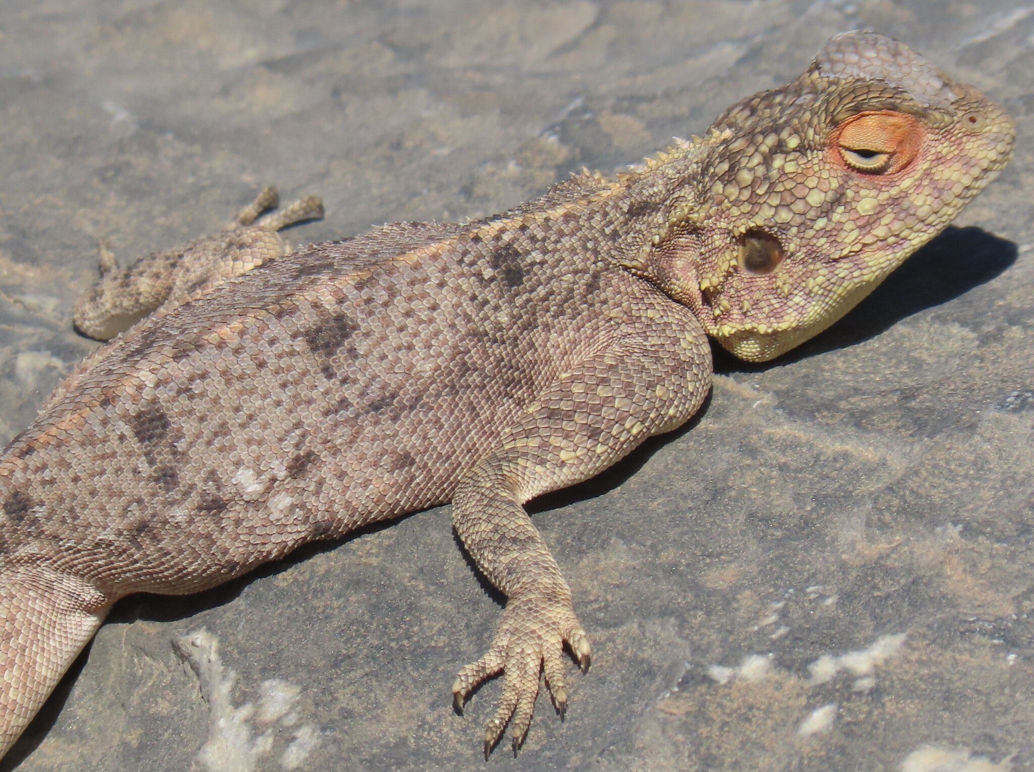 Agama anchietae Bocage, 1896