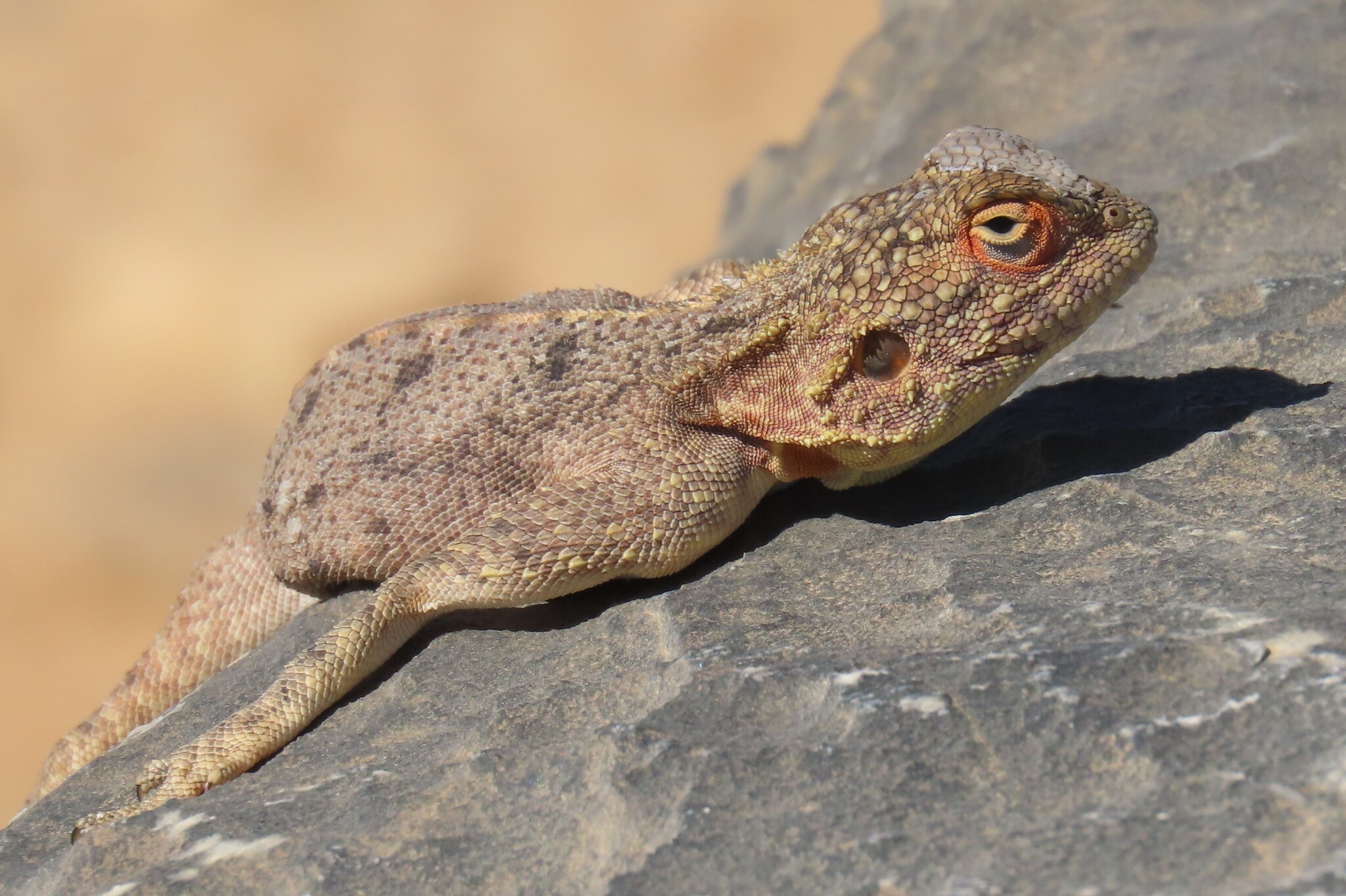 Agama anchietae Bocage, 1896