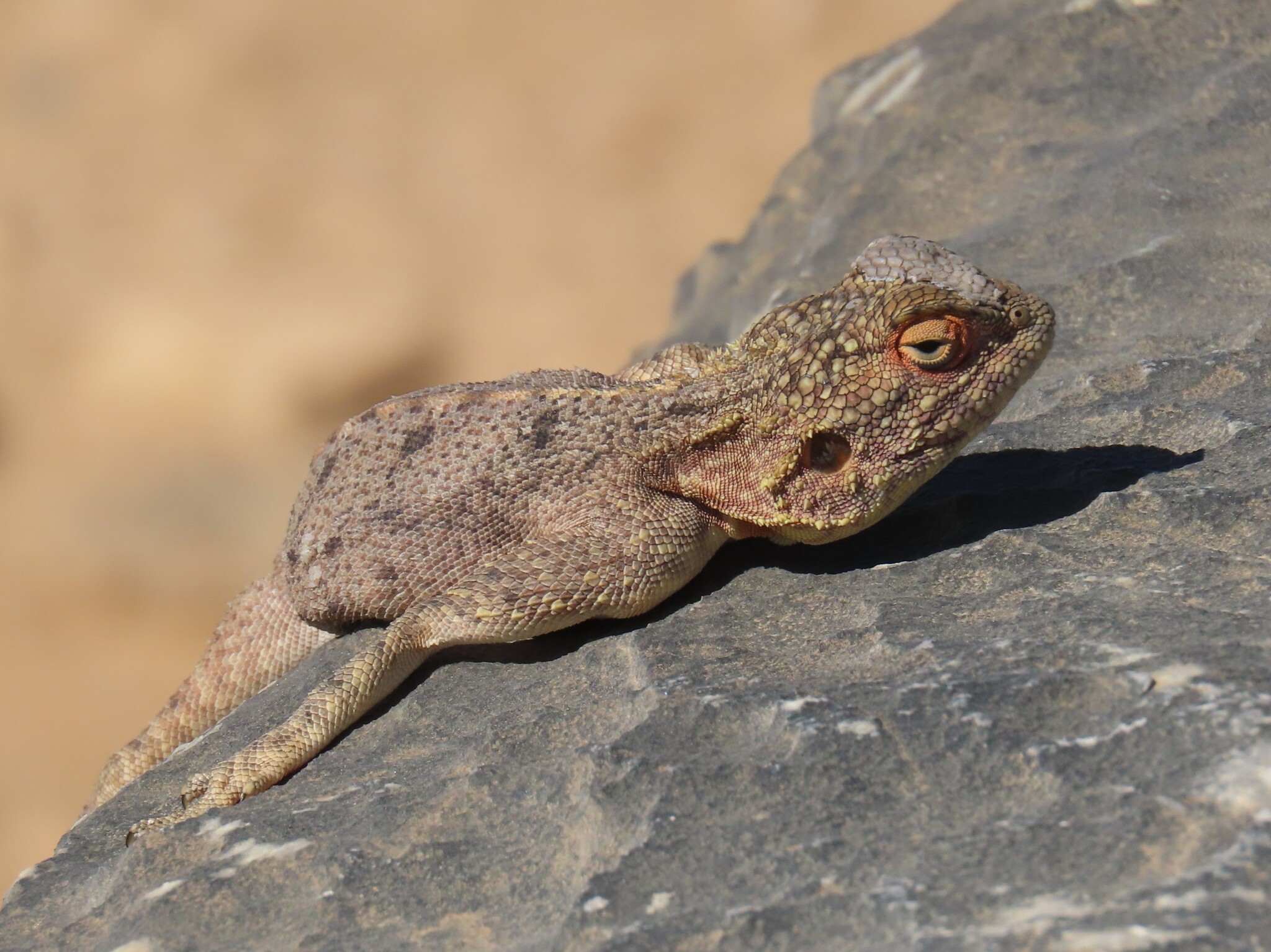 Agama anchietae Bocage, 1896