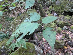 Boehmeria macrophylla