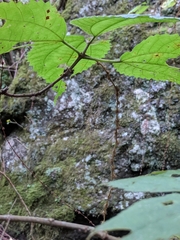 Boehmeria macrophylla