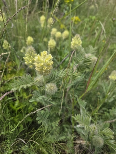 Hairy oxytrope