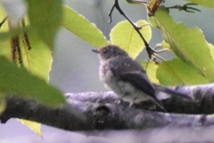 Ficedula superciliaris