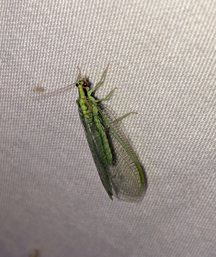 Nineta gravida