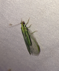 Nineta gravida