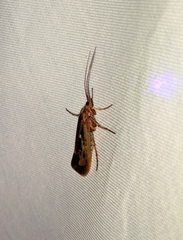 Limnephilus flavastellus