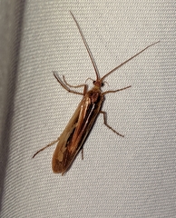 Limnephilus flavastellus