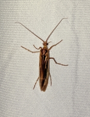 Limnephilus flavastellus