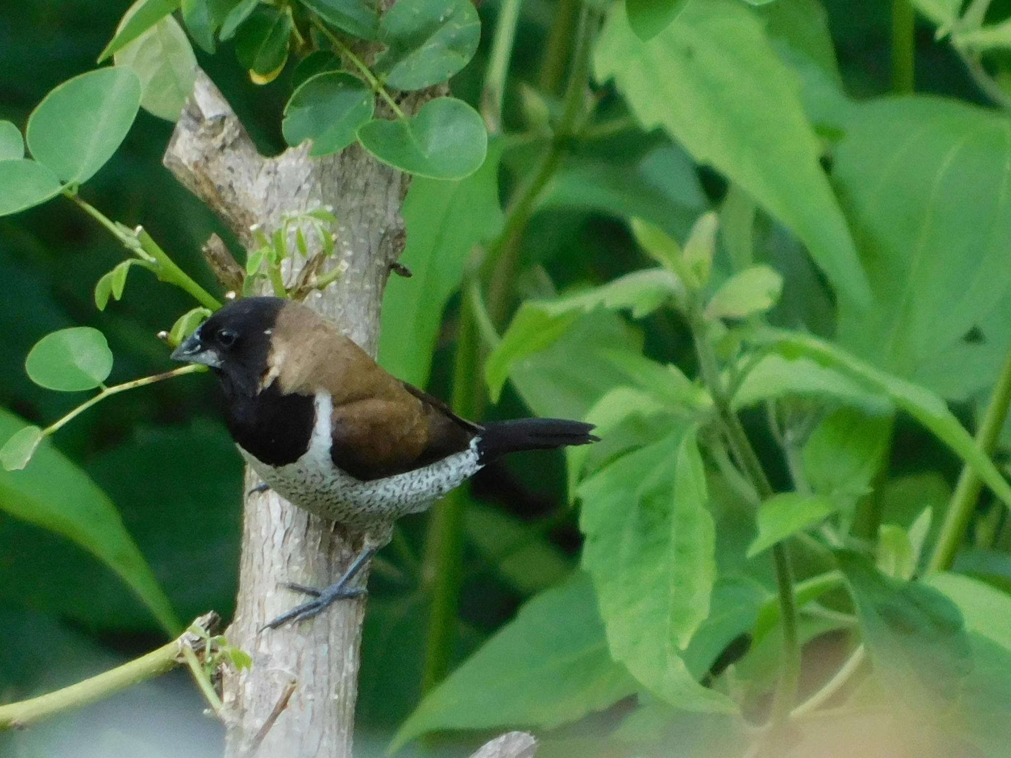 Black-faced Munia (Lonchura molucca), photo 3